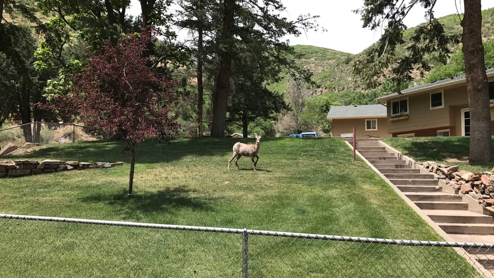 bighorn sheep lamb