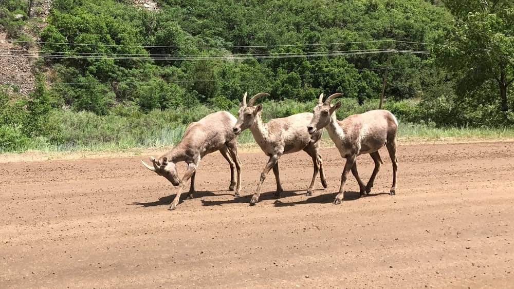 bighorn sheep lambs